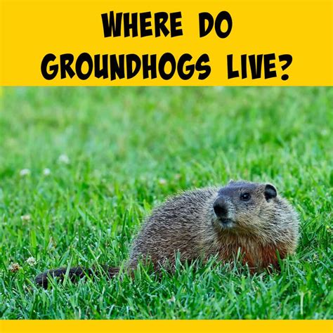 where do groundhogs live